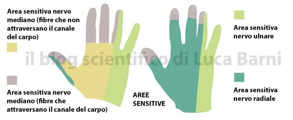 Neurodinamica anatomia e test