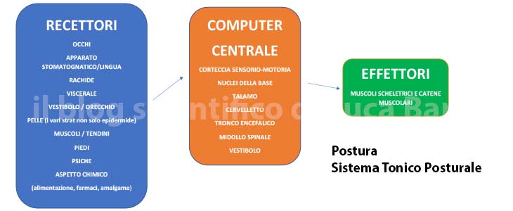 Postura e Sistema Tonico Posturale