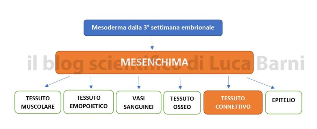 Sistema Fasciale