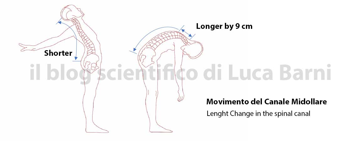 Neurodinamica e dolore neuropatico