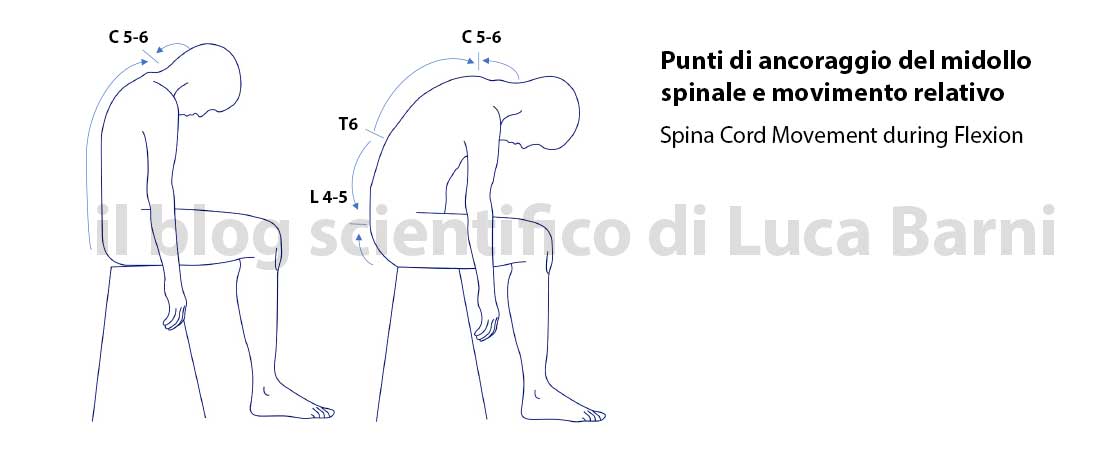 Neurodinamica e dolore neuropatico