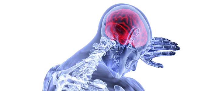 Corteccia Cerebrale
